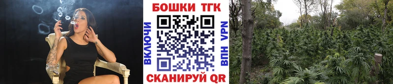 Купить где Боровичи Каннабис сатива